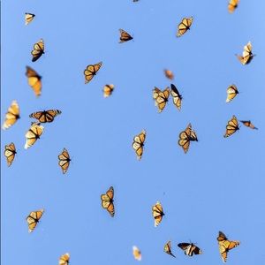 Meet your Posher, Arryana